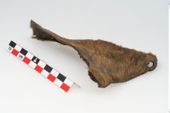 Foto von Rohhaut (NHMW-PRAE-126309)